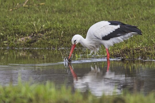 White stork (Ciconia ciconia) catches a frog, Emsland, Lower Saxony, Germany