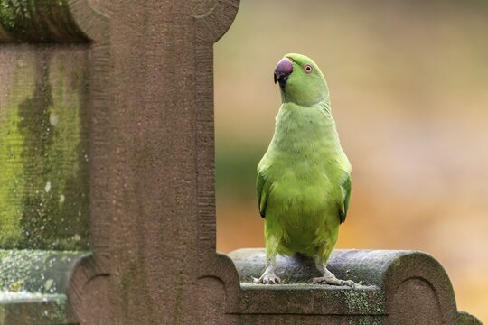 Rose-ringed parakeet (Psittacula krameri) on a gravestone, wildlife, Germany