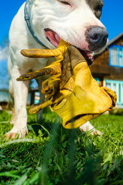 Dog Plays With Yellow Work Human Glove Outdoors in Bright Sunlight