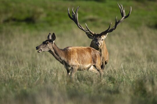 Red deer (Cervus elaphus) with heavy antlers in rut, Klamptenborg, Copenhagen, Denmark