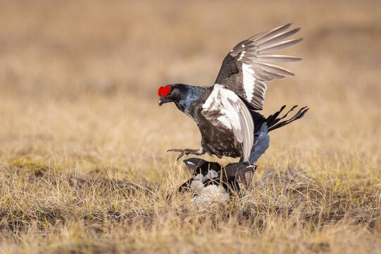 Black grouse (Lyrurus tetrix), black grouse courtship in Sweden, F&aring;gelsj&ouml;, G&auml;vleborgs l&auml;n, Sweden