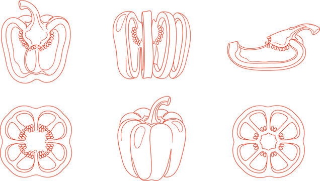 Detailed vector illustration of bell peppers showing cross‑sections, seeds, slices, and whole vegetable outlines