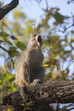 Rhesus macaque (Macaca mulatta) adult monkey calling on a tree branch, Bandhavgarh, Madhya Pradesh, India