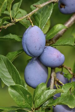 Ripe Plums (Prunus domestica) hanging on the tree, near B&uuml;hl, Rastatt district, Black Forest, Baden-W&uuml;rttemberg, Germany