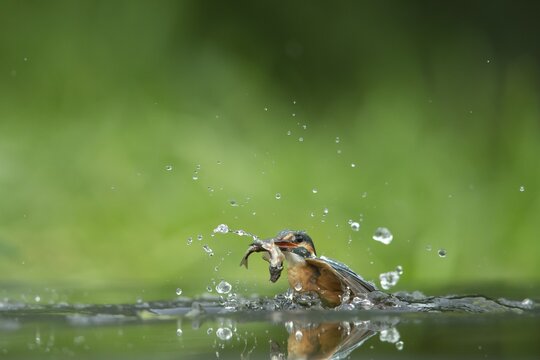 Common kingfisher (Alcedo atthis) adult female bird emerging from a river with a fish in its beak, Norfolk, England, United Kingdom