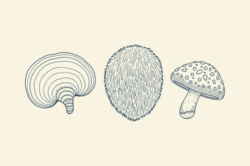 Hand Drawn Vintage Illustration of Medicinal Mushrooms Reishi Lions Mane and Fly Agaric Fungi Set © Naurin Jahan