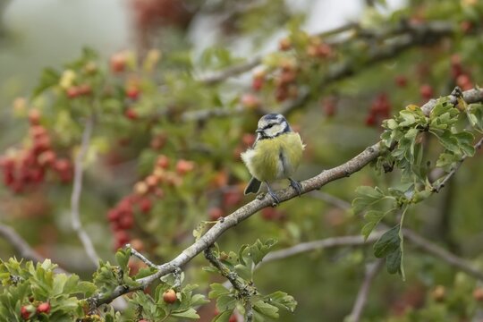 Blue tit (Cyanistes caeruleus) adult bird in a Hawthorn hedgerow with red berries in summer, England, United Kingdom