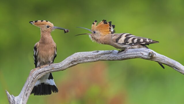 Hoopoe (Upupa epops) Bird of the Year 2022, male with food for his female, bridal gift, pair formation, courtship, foraging, erected bonnet, pair, breeding den, sunrise, interaction, flying, begging for food, climate change, Middle Elbe Biosphere Reserve, Saxony-Anhalt, Germany
