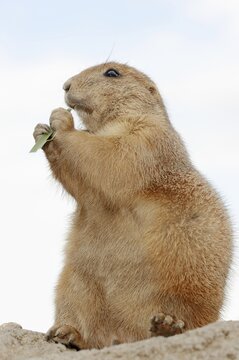 Black-tailed prairie dog (Cynomys ludovicianus), foraging, captive, occurring in North America