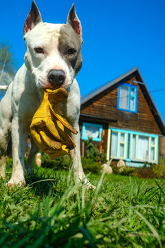 Activity Funny Playful Dog Holds Work Glove Summer Sunny Day