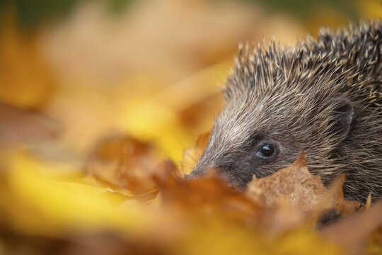 European hedgehog (Erinaceus europaeus) adult animal amongst fallen autumn leaves, England, United Kingdom