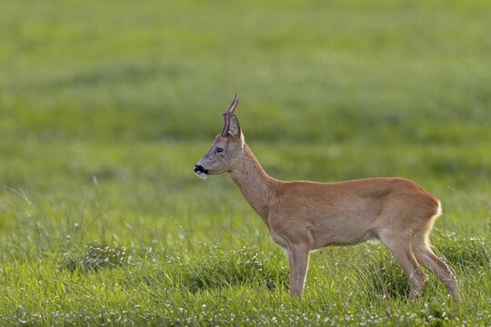 The old roebuck (Capreolus capreolus) watches the younger buck on the opposite side of the river very attentively, avoiding a fight at all costs, as this could have serious consequences for him, leaf season, mating season, August, Germany