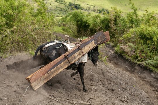 Draft mule, Mule carrying planks down a mountain, Imbabura province, Ecuador, South America