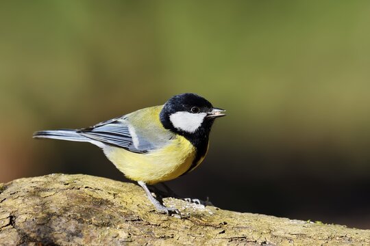 Great Tit (Parus major), North Rhine-Westphalia, Germany
