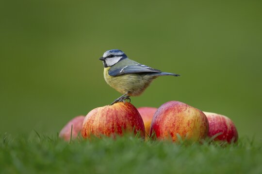 Blue tit (Cyanistes Caeruleus) adult bird on a pile of apples on a garden grass lawn, England, United Kingdom