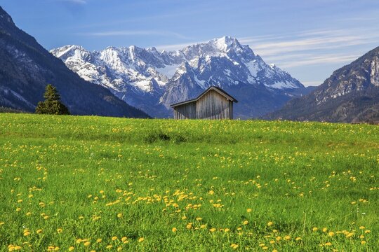 Spring meadow with hay barn in front of Zugspitzgruppe 2962m in Wetterstein range, Eschenlohe, Loisachtal, Das Blaue Land, Upper Bavaria, Bavaria, Germany