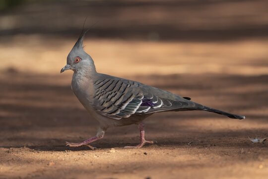 Crested pigeon (Ocyphaps lophotes) adult bird walking on a path, Northern Territory&rsquo;s, Australia