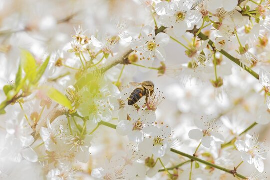 Western honey bee (Apis mellifera) fruit blossom, petals, honey bee, beekeeper, organic honey, health, food, pollination, mass harvesting, fruit tree, organic shop, bee diseases, varroa mite, biosphere reserve, Saxony-Anhalt, Germany