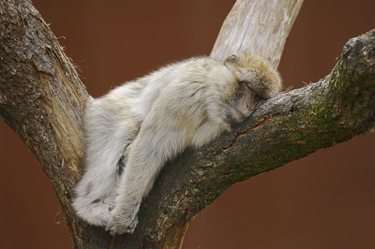 Barbary macaque (Macaca sylvanus) sleeping on a tree, captive, occurring in Morocco, Algeria and Gibraltar