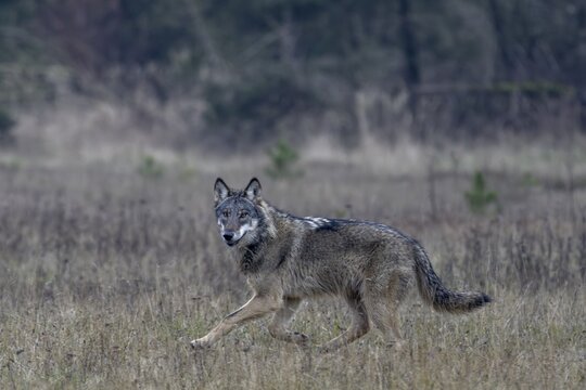 The direct view from the wolf (Canis lupus) is unique and remains an unforgettable experience for nature lovers, eye contact, Denmark