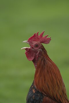 Cockerel (Gallus gallus) calling, animal portrait, Suffolk, England, United Kingdom
