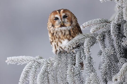 Tawny owl (Strix aluco) sitting on an icy branch, Czech Republic