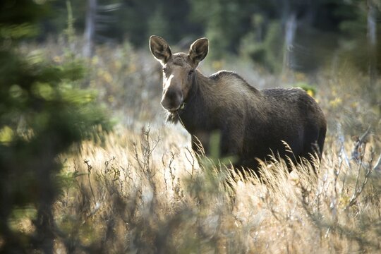 Moose. Alces alces. Female moose standing on a grassy meadow and watching. Gros Morne national park. Province of Newfoundland. Canada