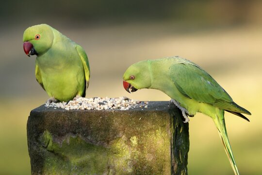Two collared parakeets (Psittacula krameri) sitting at a feeding station, wildlife, Germany