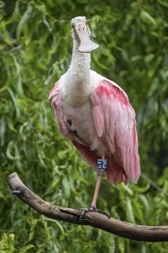 Roseate spoonbill (Platalea ajaja) (Syn.: Ajaia ajaja) standing on a branch, Germany