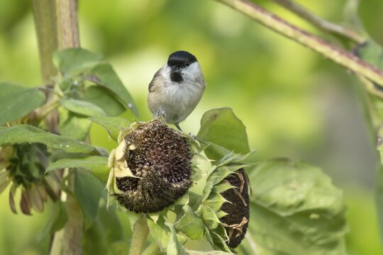 Marsh tit (Poecile palustris) adult bird on a garden sunflower plant seedhead in summer, England, United Kingdom