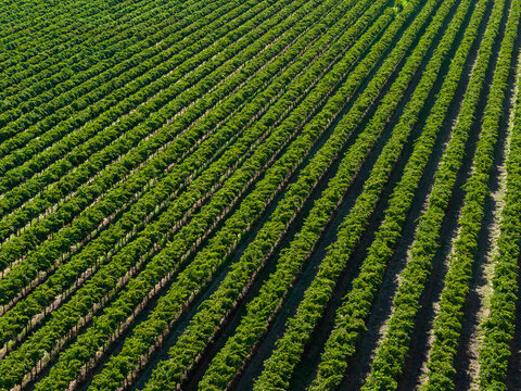 Grape vines. Murray River. Renmark. South Australia.