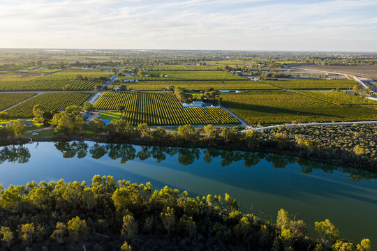Orange orchards and vineyards. Murray River. Renmark. South Australia.