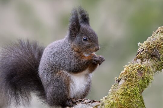 Eurasian red squirrel (Sciurus vulgaris), dark phase, sitting on a branch and eating, Tyrol, Austria