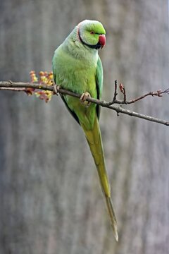 Rose-ringed parakeet (Psittacula krameri) sitting on a branch, Germany
