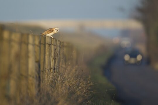 Barn Owl (Tyto alba) adult bird perched on a roadside fence post with oncoming cars traffic, England, United Kingdom
