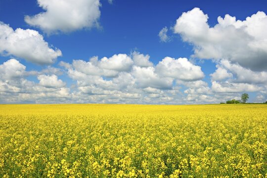Cultural landscape with flowering rape field under blue sky with white clouds, Saalekreis, Saxony-Anhalt, Germany