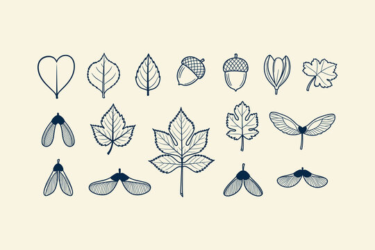 Hand Drawn Botanical Elements Set with Fall Leaves Acorns and Maple Seeds in Minimal Line Art Style.