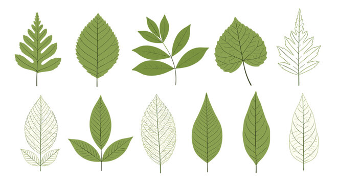 Comprehensive set of various green leaves and detailed leaf skeletons is displayed in two rows against a clean white backdrop.