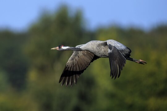 A crane flies sideways against a wooded background, crane (Grus grus) wildlife, Western Pomerania Lagoon Area National Park, Zingst, Mecklenburg-Western Pomerania, Germany