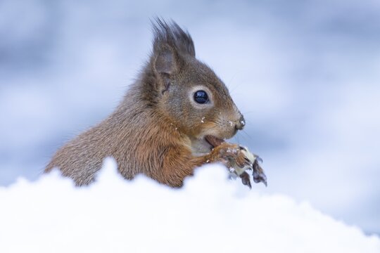 Red squirrel (Sciurus vulgaris) adult animal eating a nut in snow in winter, Yorkshire, England, United Kingdom