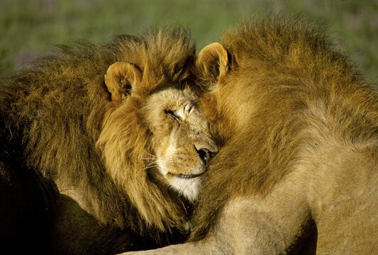 Male Lions ( Panthera leo) - Masai Mara - Kenya