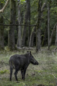A second wild boar searches for acorns in the oak forest, the wild boar (Sus scrofa) reacts immediately, Indian summer, fattening year, acorn fattening, defensive, August, Denmark
