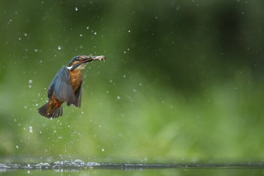 Common kingfisher (Alcedo atthis) adult bird emerging from water of a lake with a fish in its beak, England, United Kingdom