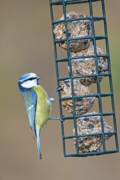 Blue Tit (Parus caeruleus), perched on a feeder in winter, Tyrol, Austria