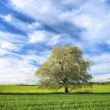Landscape in spring, blossoming cherry tree (Prunus), green fields, blue sky with clouds, near Freyburg, Burgenlandkreis, Saxony-Anhalt, Germany