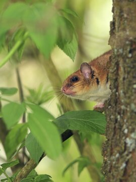 Edible dormouse or fat dormouse (Glis glis) perched on a tree, Solms, Hesse, Germany, Europe