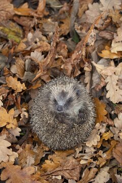 European hedgehog (Erinaceus europaeus) adult mammal curled in a ball during hibernation on fallen autumn colour leaves, England, United Kingdom