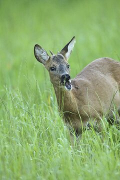 European roe deer (Capreolus capreolus) one-year-old buck in summer coat and short spike antlers, so-called button buck, Allg&auml;u, Bavaria, Germany