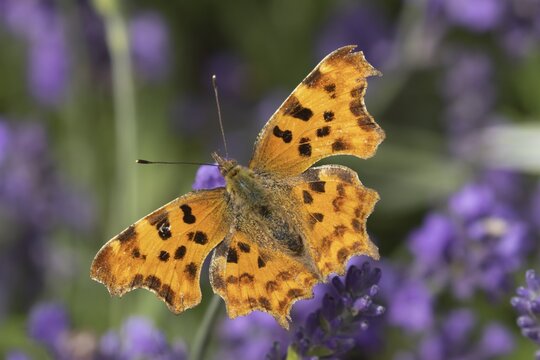 Comma butterfly (Polygonia c-album) adult insect feeding on garden Lavender flowers in summer, Somerset, England, United Kingdom