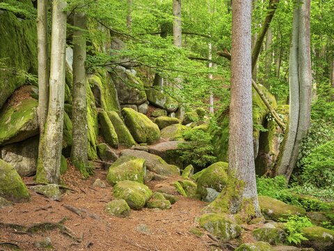 Untouched nature in the H&ouml;lle nature reserve, green forest and large moss-covered rocks, near Rettenbach, Upper Palatinate, Bavaria, Germany